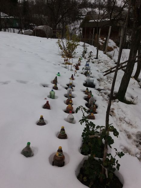 Nu le pasa de zapada! - COLȚUL meu de GRĂDINĂ