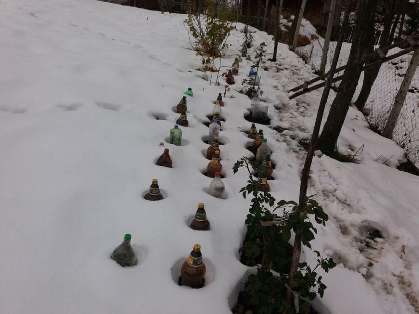  - COLȚUL meu de GRĂDINĂ