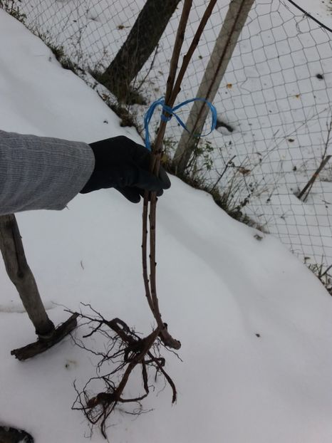 Ciresii de 1 decembrie - COLȚUL meu de GRĂDINĂ