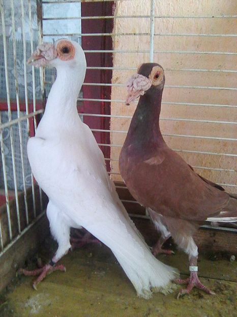 Photo1047 - de vanzare 2018