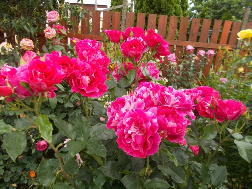 2017 - Henri Matisse