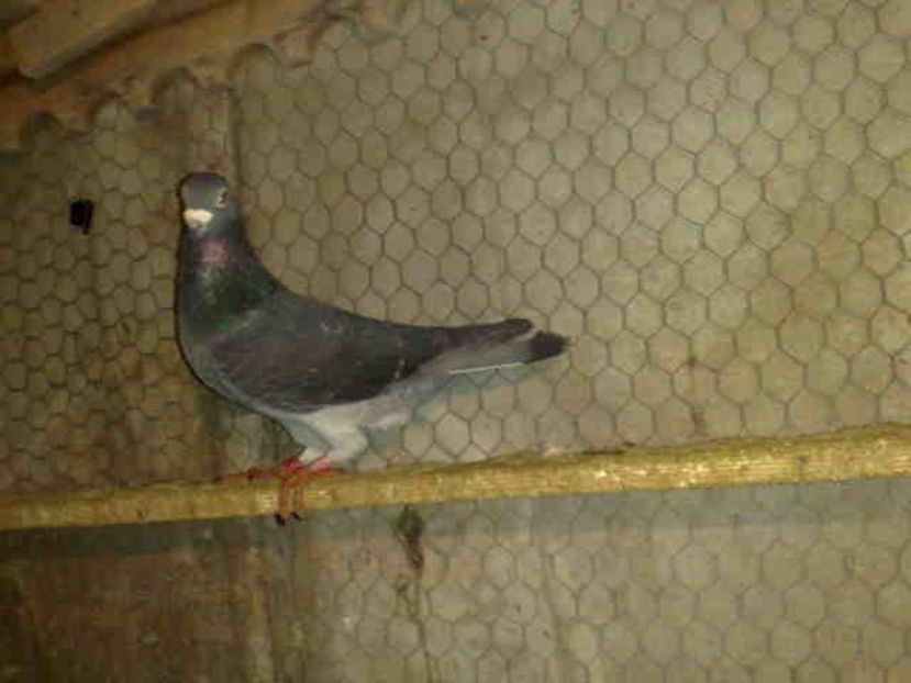 274 - X-Porumbei vinduti