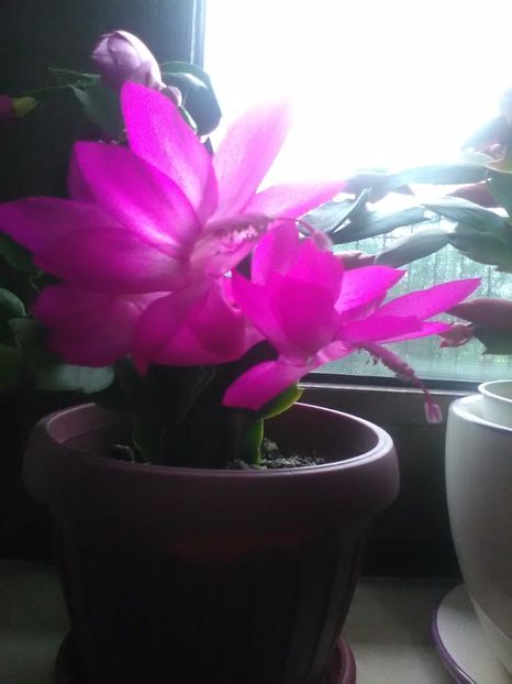  - Schlumbergera 2017