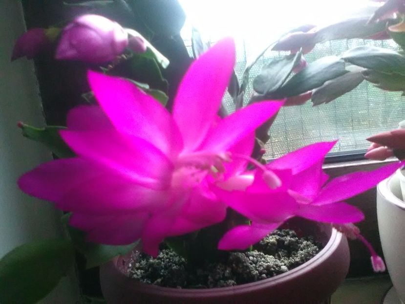  - Schlumbergera 2017