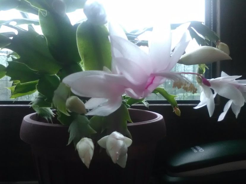  - Schlumbergera 2017