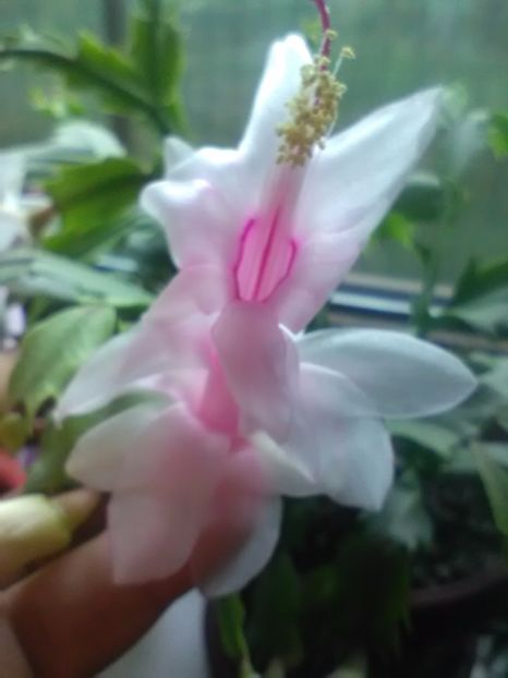 - Schlumbergera 2017