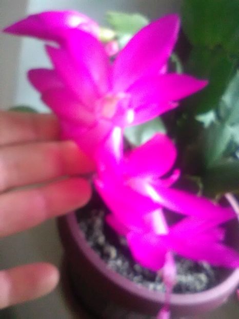  - Schlumbergera 2017