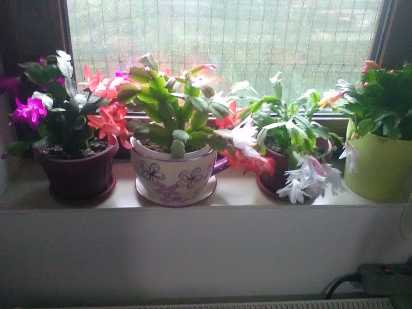  - Schlumbergera 2017