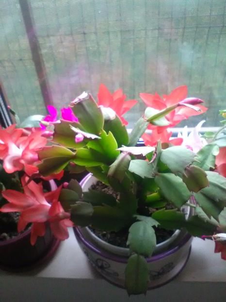  - Schlumbergera 2017