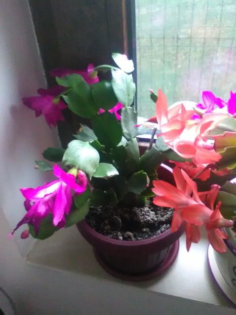  - Schlumbergera 2017