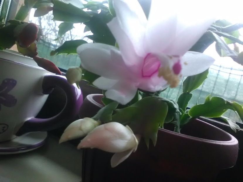  - Schlumbergera 2017
