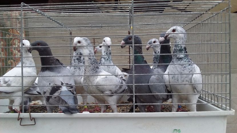  - Pui voiajori germani 2017