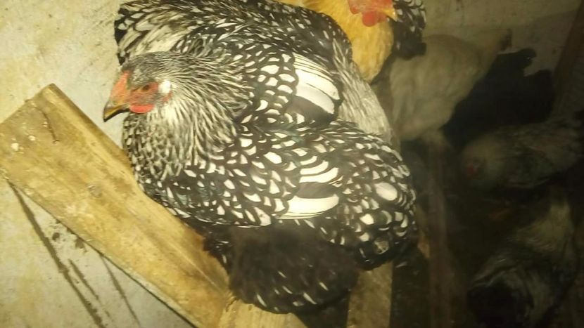 4ebdce2cbaba2ddc85da62870e098e81.0 - Wyandotte 2018