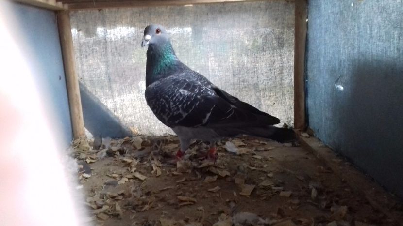  - ZBURATORI PENTRU 2018