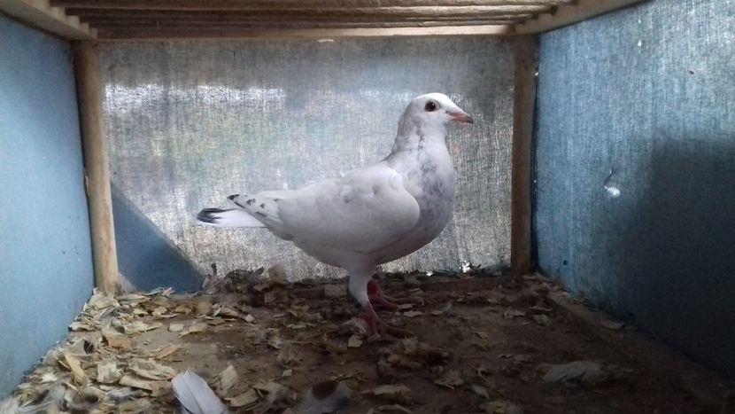  - ZBURATORI PENTRU 2018