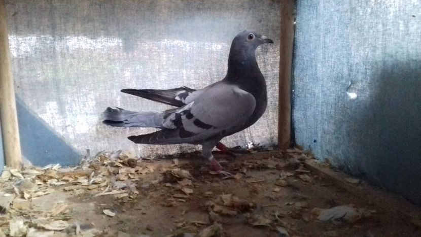  - ZBURATORI PENTRU 2018