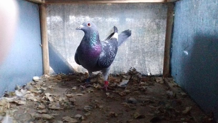  - ZBURATORI PENTRU 2018