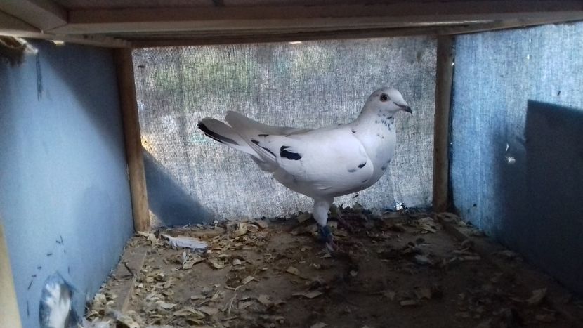  - ZBURATORI PENTRU 2018