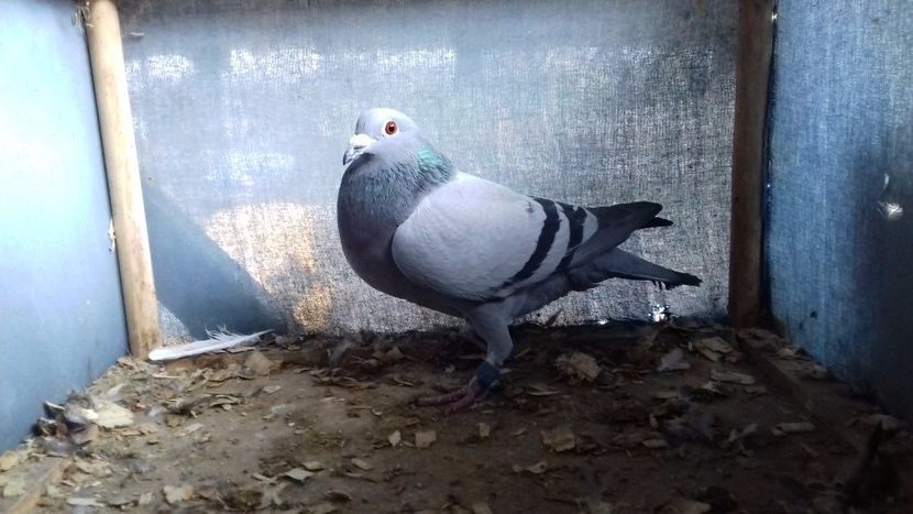  - ZBURATORI PENTRU 2018