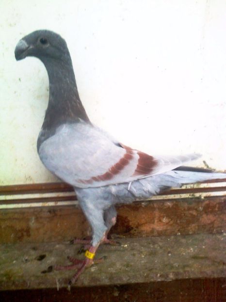 M 2017 - 11 --- Masculi