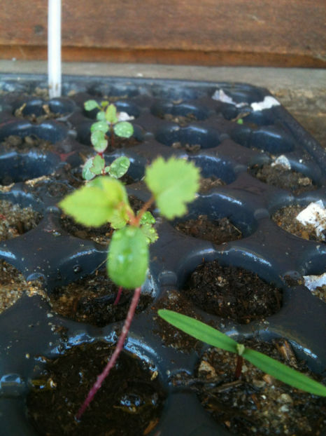 Rasad trandafiri + Thuja orientalis - Trandafiri din seminte-incercari