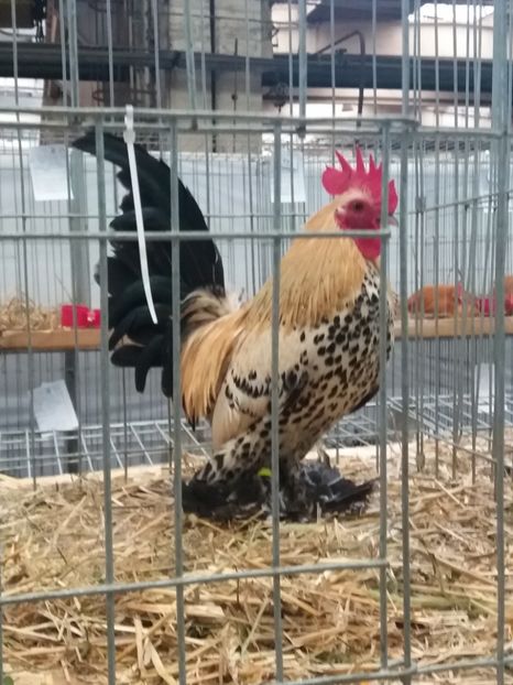  - 5-Expo Nationala Baicoi dec 2017
