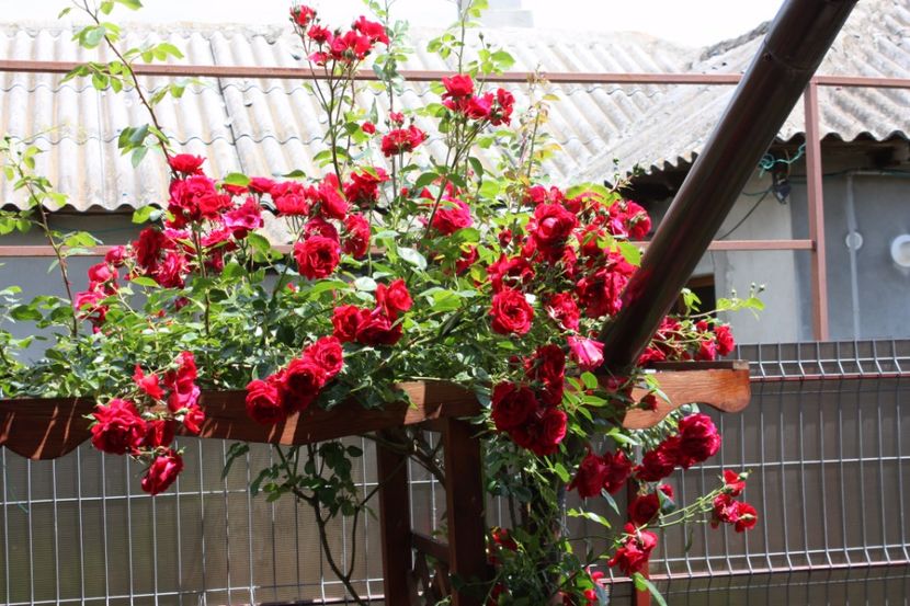  - Trandafiri iunie 2017