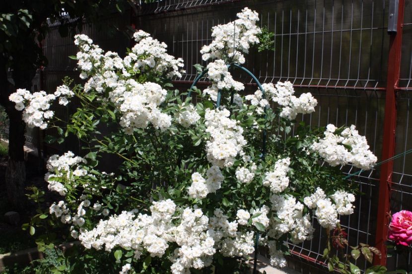  - Trandafiri iunie 2017