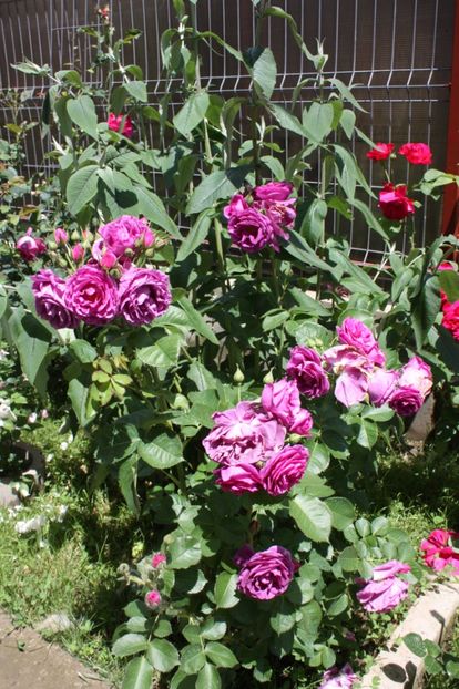  - Trandafiri iunie 2017