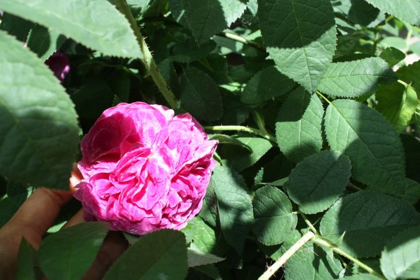  - Trandafiri iunie 2017