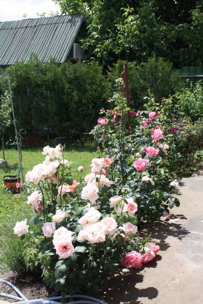  - Trandafiri iunie 2017