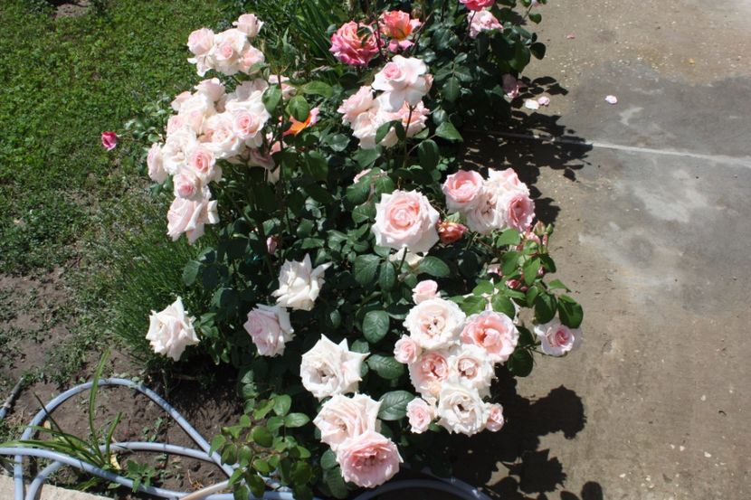  - Trandafiri iunie 2017