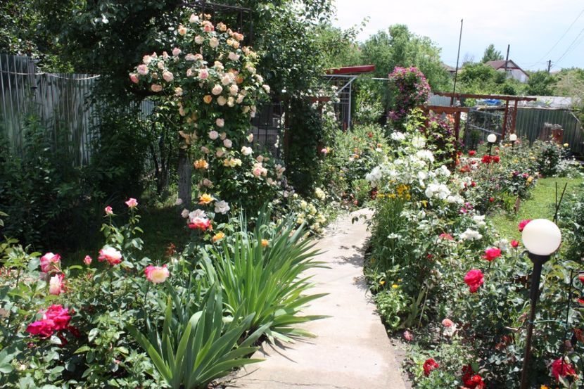  - Trandafiri iunie 2017