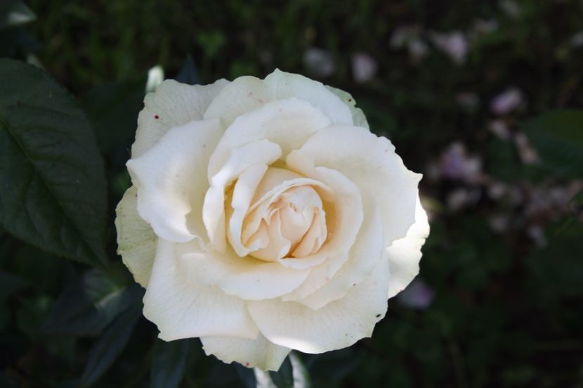  - Trandafiri iunie 2017