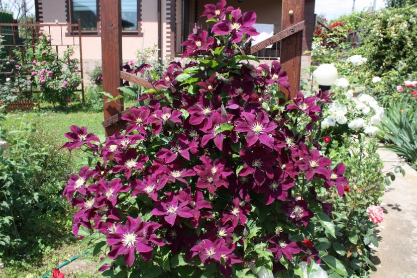  - Trandafiri iunie 2017