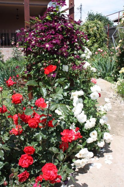  - Trandafiri iunie 2017