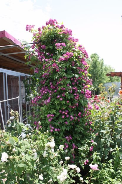  - Trandafiri iunie 2017