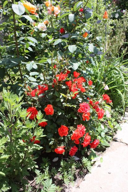  - Trandafiri iunie 2017