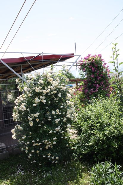  - Trandafiri iunie 2017