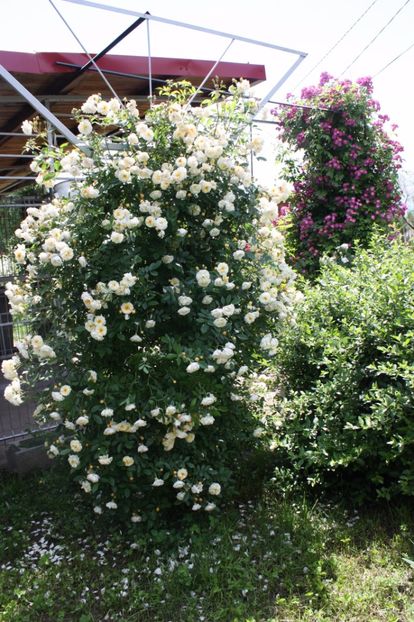  - Trandafiri iunie 2017