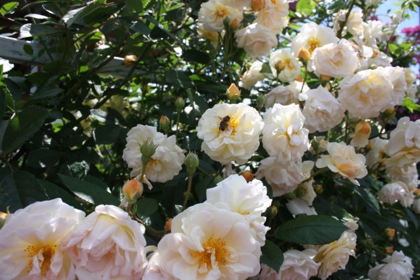  - Trandafiri iunie 2017