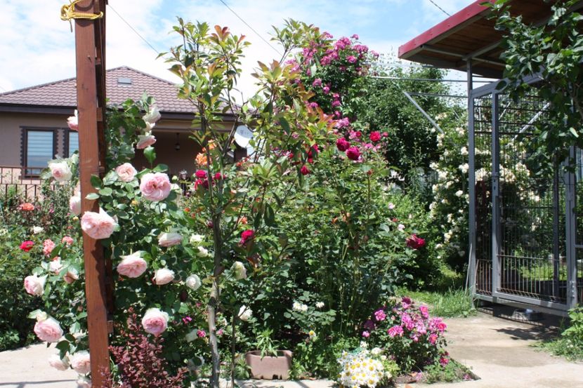  - Trandafiri iunie 2017