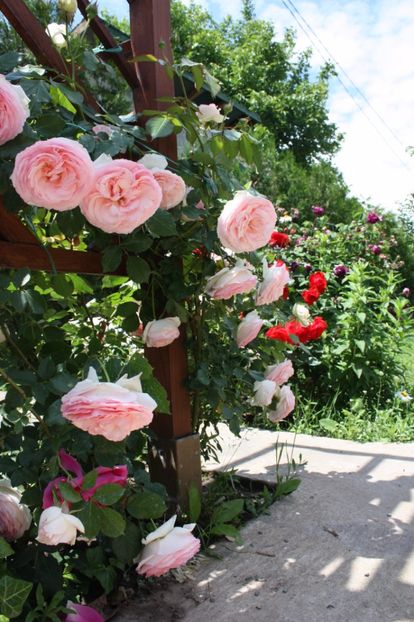  - Trandafiri iunie 2017