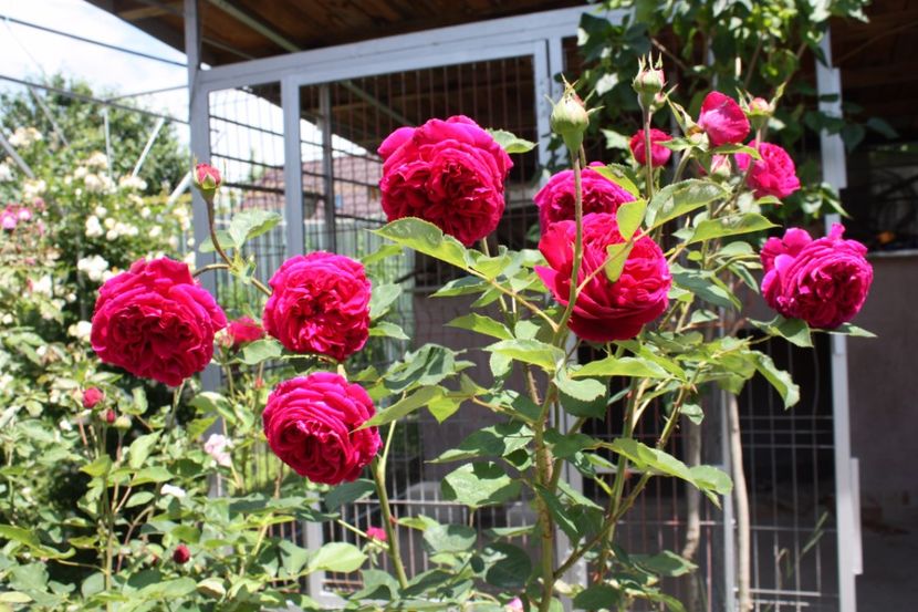  - Trandafiri iunie 2017