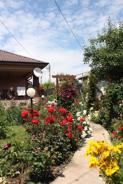  - Trandafiri iunie 2017