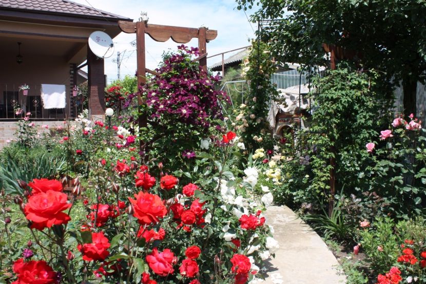  - Trandafiri iunie 2017