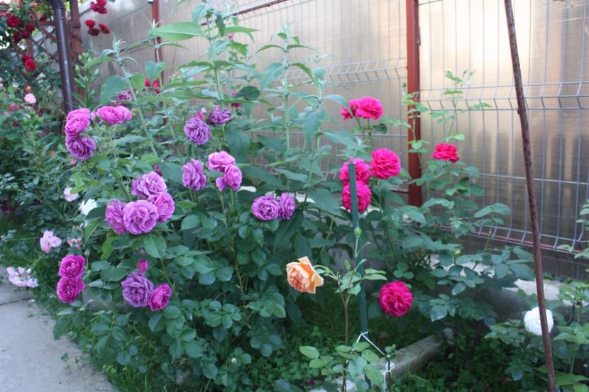  - Trandafiri iunie 2017