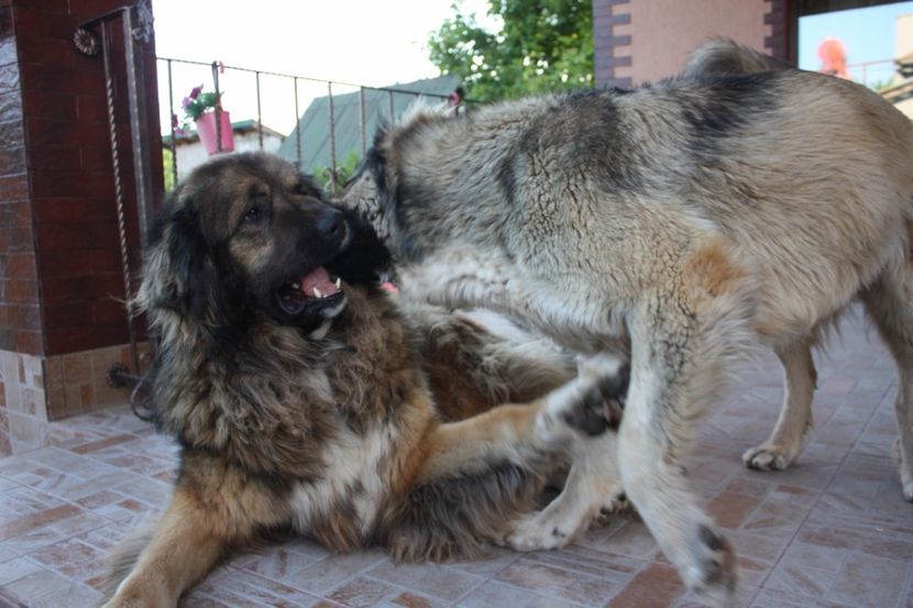 Antrenament fete - Ciobanesc caucazian