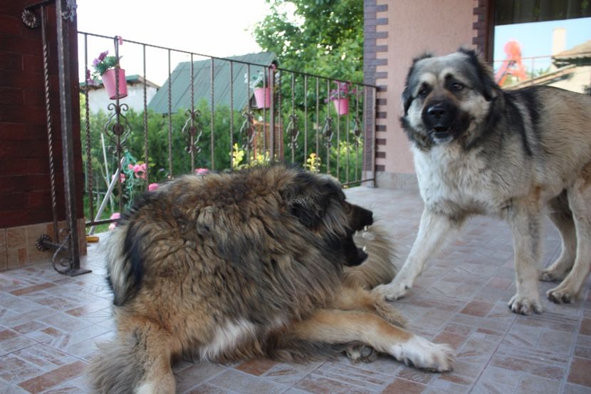  - Ciobanesc caucazian