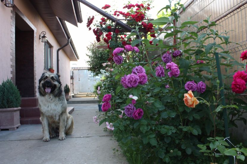 Rada , dragostea mea - Ciobanesc caucazian